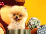 2 Aylık Mikro Teacup Pomeranian Bebek