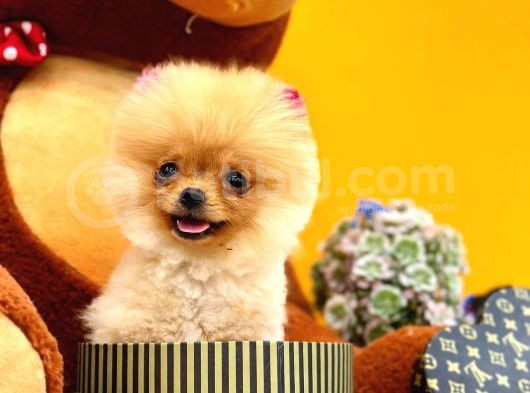 2 Aylık Mikro Teacup Pomeranian Bebek görsel