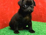 Gözlerinizi Kamaştıracak Siyah Erkek Pug Yavru