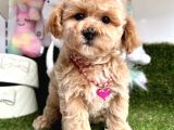 Anne Altından Maltipoo Yavrularımız Dişi Ve Erkek