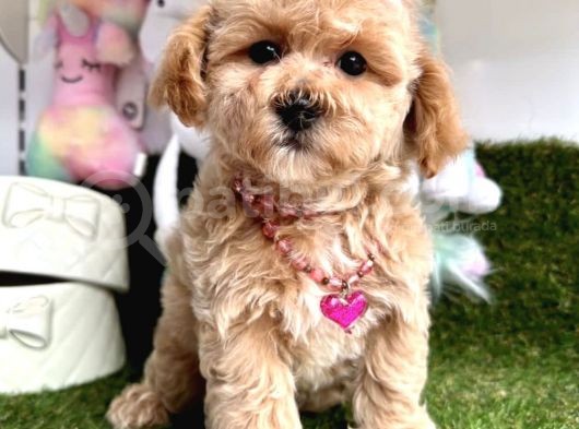Anne Altından Maltipoo Yavrularımız Dişi Ve Erkek