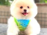 Teddy Face Ayi Surat Erkek Pomerani̇an