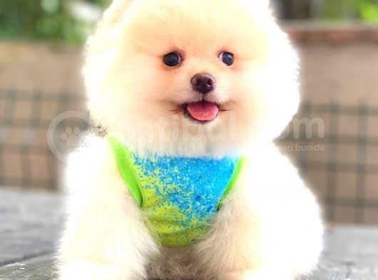Teddy Face Ayi Surat Erkek Pomerani̇an görsel