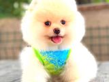 TEDDY FACE AYI SURAT ERKEK POMERANİAN