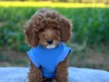 Birbirinden Güzel Toy Poodle Bebeklerim