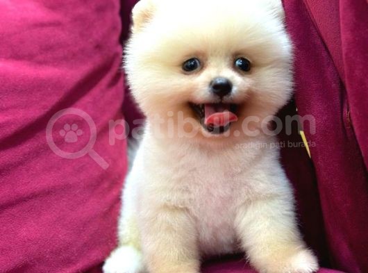 2 Aylı Pomeranian Yavrular görsel