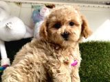 Anne Altından Maltipoo Yavrularımız Dişi Ve Erkek