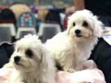 EFSANE KALITEDE MALTESE TERRIER YAVRULARI VONALP PET GARANTISIYLE