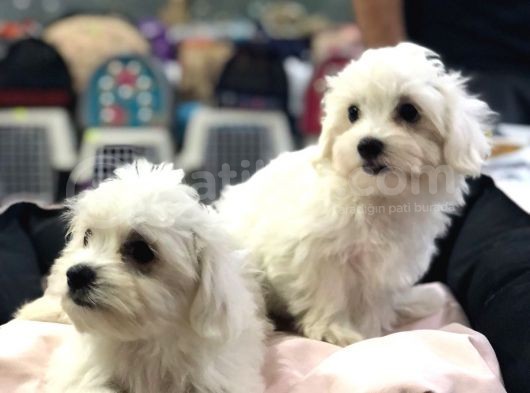 Efsane Kalitede Maltese Terrier Yavrulari Vonalp Pet Garantisiyle