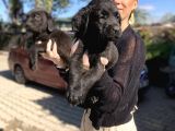 Labrador yavrularım sağlık ve ırk garantili