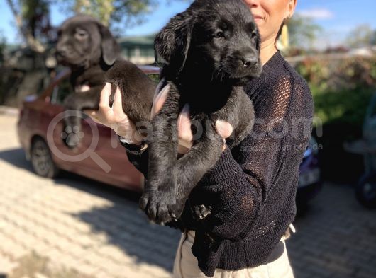Labrador Yavrularım Sağlık Ve Irk Garantili