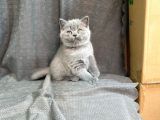 Orji̇nal Bri̇ti̇sh Shorthai̇r Yavrularimiz Gelmi̇şti̇r