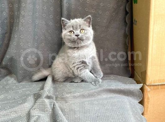 Orji̇nal Bri̇ti̇sh Shorthai̇r Yavrularimiz Gelmi̇şti̇r görsel