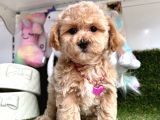 Anne Altından Maltipoo Yavrularımız Dişi Ve Erkek