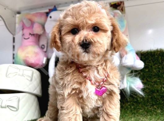 Anne Altından Maltipoo Yavrularımız Dişi Ve Erkek görsel