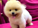 2 aylı pomeranian yavrular
