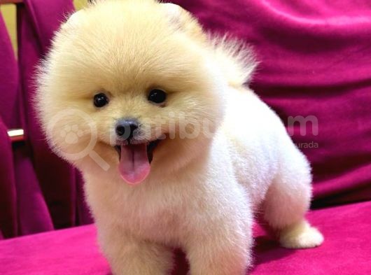 2 Aylı Pomeranian Yavrular