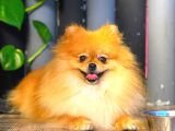 YETİŞKİN DİŞİ ORANGE POMERANİAN BOO