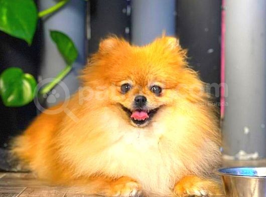 Yeti̇şki̇n Di̇şi̇ Orange Pomerani̇an Boo