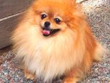 Yeti̇şki̇n Di̇şi̇ Orange Pomerani̇an Boo
