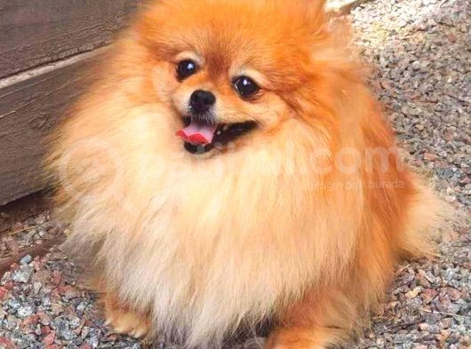 Yeti̇şki̇n Di̇şi̇ Orange Pomerani̇an Boo görsel