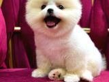 2 Aylı Pomeranian Yavrular