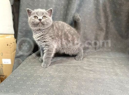 Orji̇nal Bri̇ti̇sh Shorthai̇r Yavrularimiz Gelmi̇şti̇r görsel