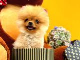 2 aylık mikro teacup pomeranian bebek