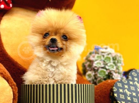 2 Aylık Mikro Teacup Pomeranian Bebek