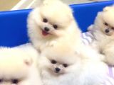 DİŞİ POMERANİAN BOO BEBEKLER