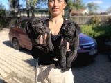Labrador Yavrularım Sağlık Ve Irk Garantili