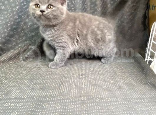 Orji̇nal Bri̇ti̇sh Shorthai̇r Yavrularimiz Gelmi̇şti̇r görsel