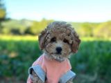 Birbirinden Güzel Toy Poodle Bebeklerim
