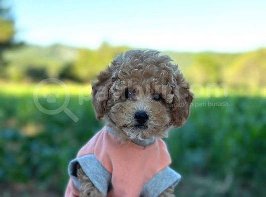 Birbirinden Güzel Toy Poodle Bebeklerim görsel