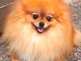Yeti̇şki̇n Di̇şi̇ Orange Pomerani̇an Boo