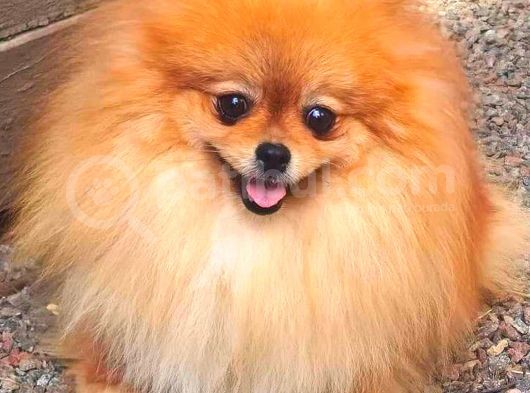 Yeti̇şki̇n Di̇şi̇ Orange Pomerani̇an Boo görsel