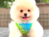 Teddy Face Ayi Surat Erkek Pomerani̇an