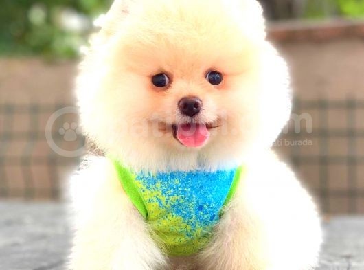 Teddy Face Ayi Surat Erkek Pomerani̇an görsel