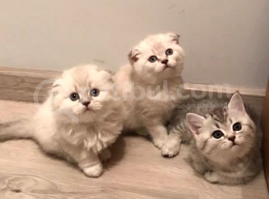 Vonalp Pet Guvencesiyle Mukemmel Scottish Fold Yavrular