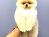 KREM ERKEK POMERANİAN BOO