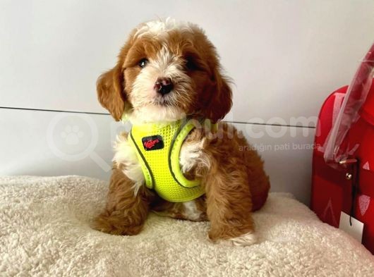 Orji̇nal Malti̇po Yavrular görsel