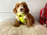 Orji̇nal Malti̇po Yavrular