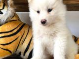 Ayi̇ Yavrusu Samoyed A Kali̇te Irk