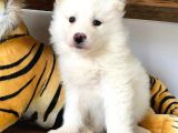 Ayi̇ Yavrusu Samoyed A Kali̇te Irk