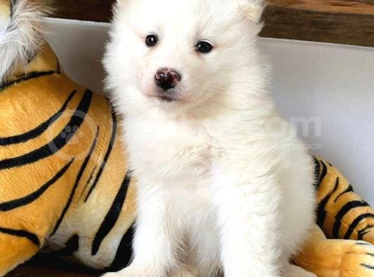 Ayi̇ Yavrusu Samoyed A Kali̇te Irk görsel