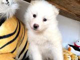 Ayi̇ Yavrusu Samoyed A Kali̇te Irk