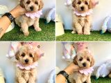 Erkek ve dişi maltipoo yavrular
