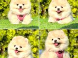 Tilki surat pomeranian yavru