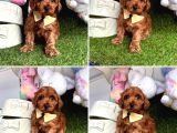 Ay parçası poodle