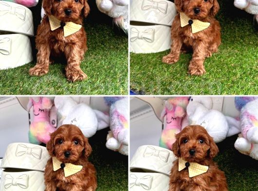 Ay Parçası Poodle